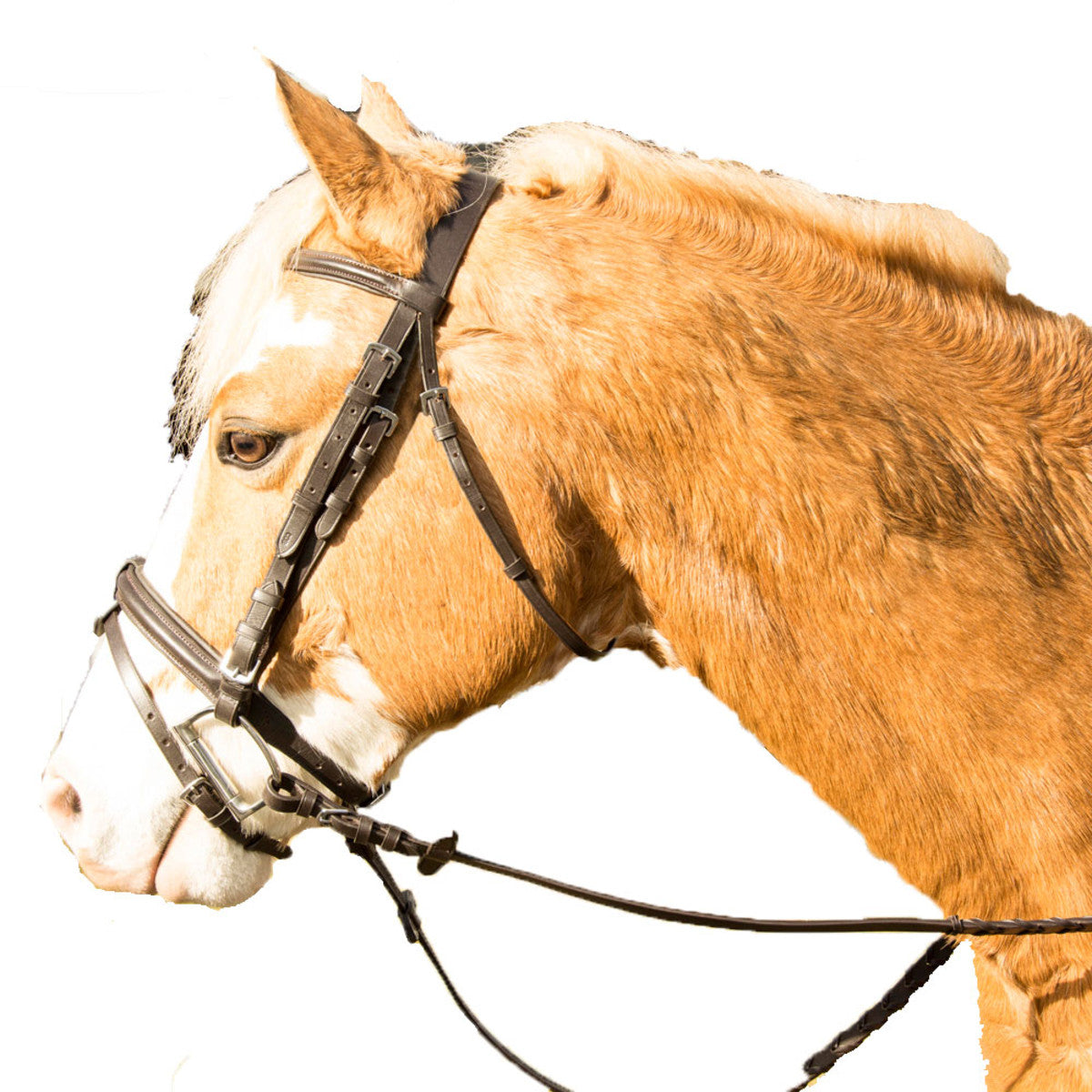 SHANNON PLAIN RAISED PADDED BRIDLE W/FLASH WARMBLOOD & PONY BROWN