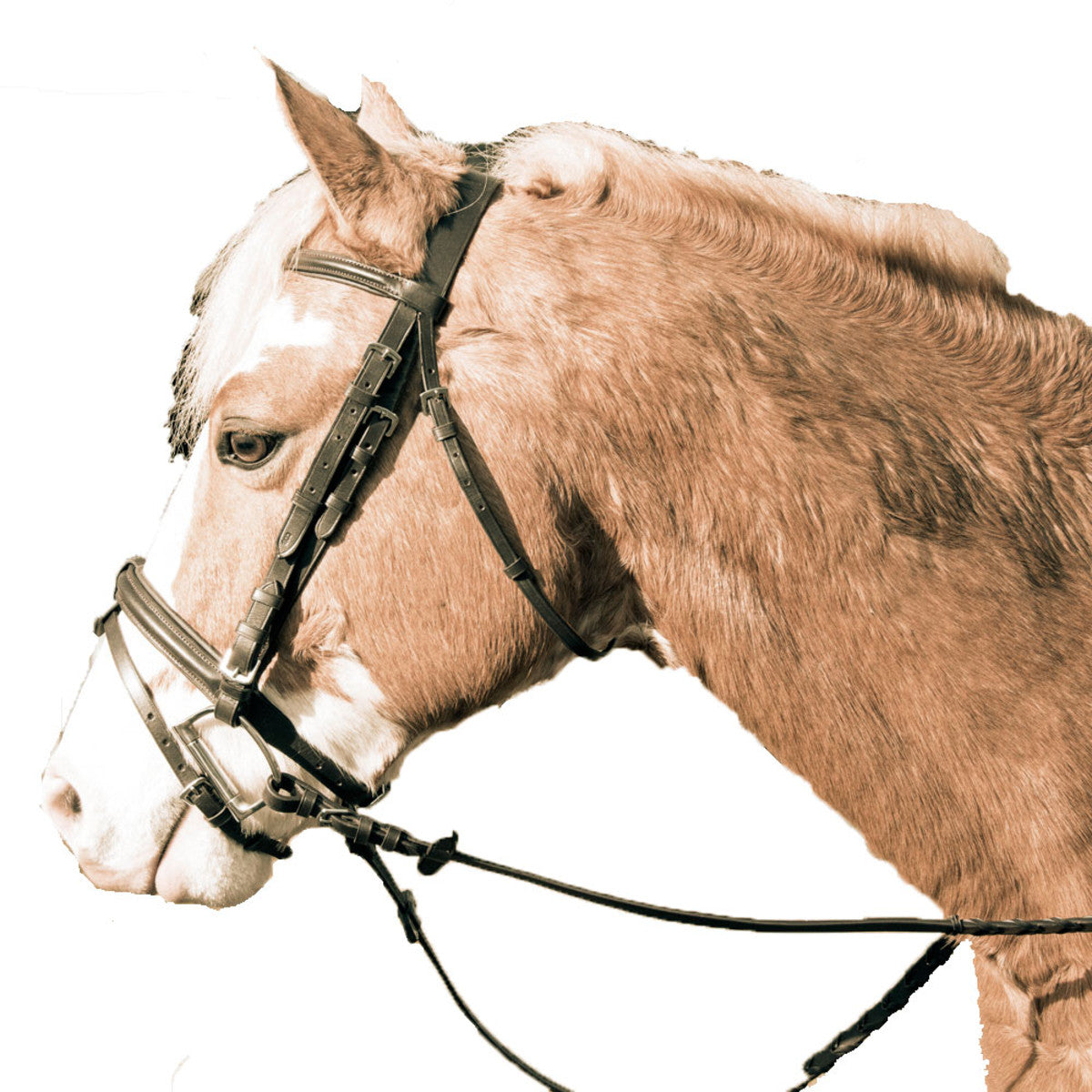 LEGACY PLAIN RAISED PADDED BLACK HORSE BRIDLE WITH FLASH FOR COB & PONY HORSES