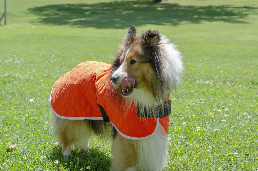 DERBY ORIGINALS HYDRO COOLING DOG JACKET WITH HARNESS COMPATIBLE OPENING - REFLECTS HEAT & KEEPS DOGS COOL FOR HOURS